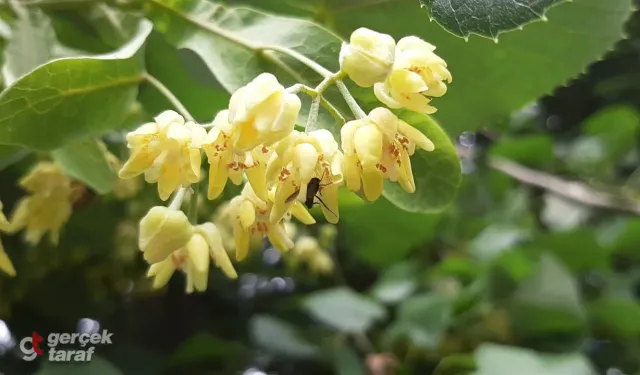 Kışın Hastalanmayı Unutun! Ihlamurun O Bilinmeyen Mucizevi Etkisi Ortaya Çıktı!