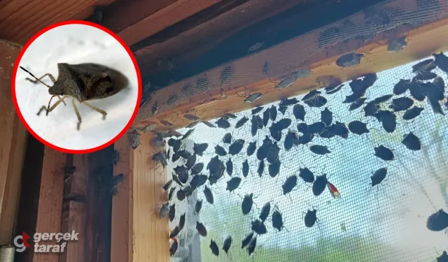 Kahverengi Kokarca İstilası Yayılıyor: Çözüm Hâlâ Bulunamadı