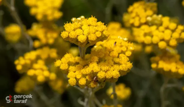 Yaşlanma Karşıtı Ölmez Otu (Altın Çiçek) Nedir? Cilt Yenileyici ve Antioksidan Faydaları