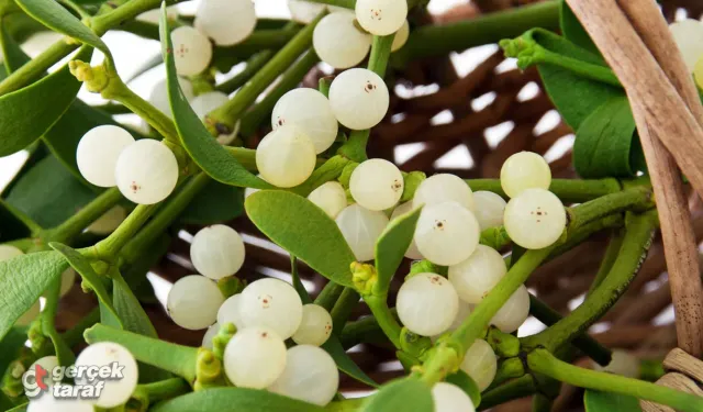 Horlamaya "İlaç Gibi" Doğal Çözüm: Sinir Sistemini Güçlendirip Uykuyu Düzenleyen O Mucize Bitki!