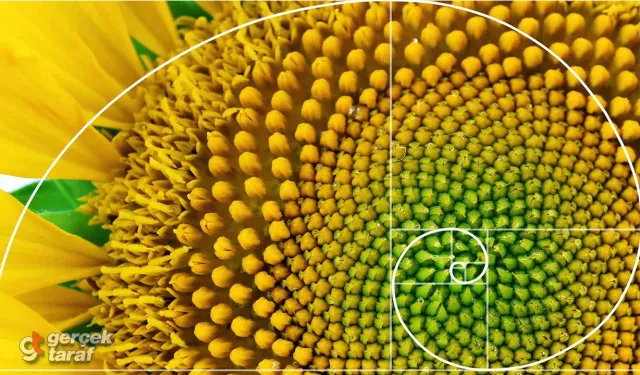 Ayçiçeğinin Kusursuz Sırrı: Fibonacci Dizisi!