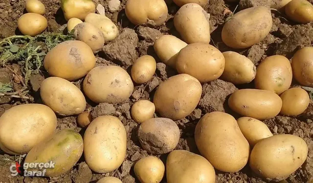 Patateste Şok Fark: Üreticide 5 Lira, Markette 25 Lira!