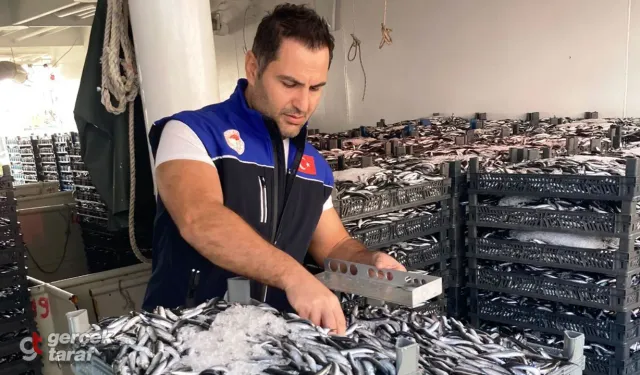 Samsun’da 1,8 Milyon Kilo Hamsi Karaya Çıktı! Denetimler Sıklaştı