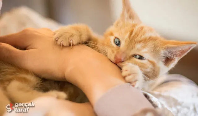Kediniz Sizi Severken Bir Anda Isırıyor mu? İşte Masum Görünen O Saldırının Altındaki Gizli Mesaj