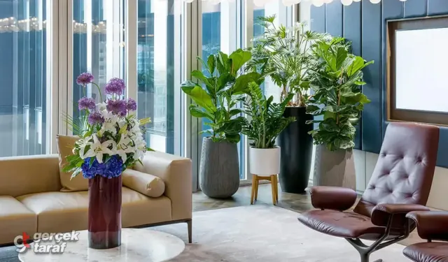 Yeni İş Tebriği İçin Ofis Masasına Uygun Bitkiler