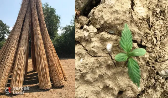 Samsun’da Kenevir Üretimi İçin Kritik Tarihler Açıklandı