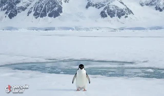 Sürüden ayrılan penguen hikayesi nedir? Neden penguen videosu paylaşılıyor?