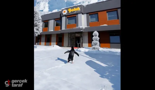 Dünyayı Peşinden Sürükleyen "Asi Penguen" Samsun’da Ortaya Çıktı!