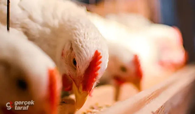 Tavuk Üreticileri Zam Yaptı, Bakanlık Fiyatlar Artmasın Diye İhracatı Durdurdu