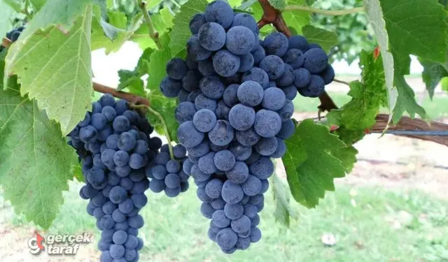 Karadeniz İsabella Üzümü Nedir? Kokulu Üzümün Faydaları ve Özellikleri