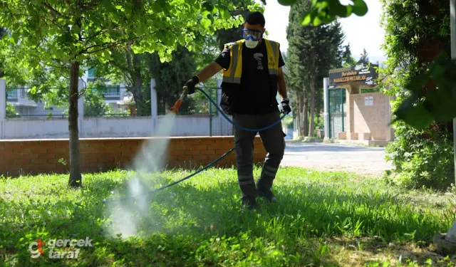 Samsun’da Korkutan Kene Alarmı! Büyükşehir Düğmeye Bastı, Havadan ve Karadan Kuşatıldı!