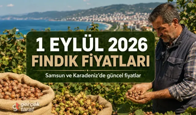 1 Eylül 2026 Salı bugün güncel fındık fiyatları ne kadar?