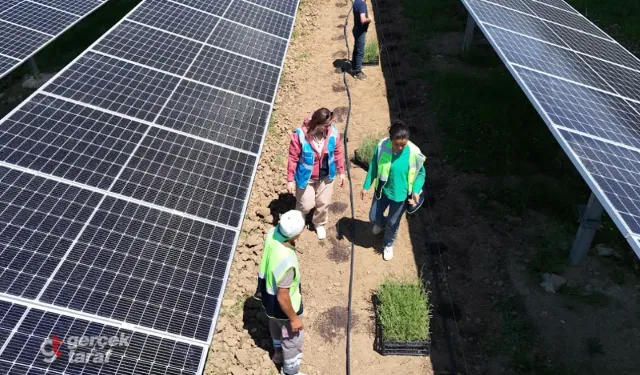 Samsun’da güneş panellerinin altında hasat zamanı