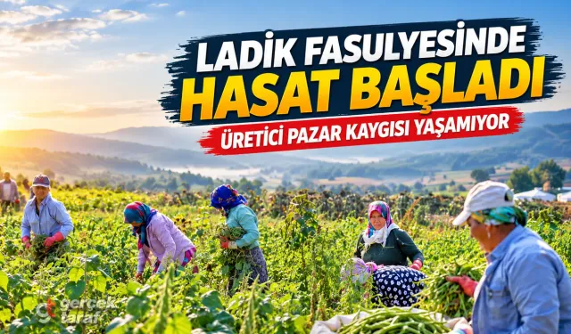 Samsun’da Ladik fasulyesinde hasat başladı