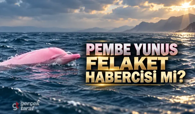 Hürmüz'de Pembe Yunus Balığı Görüldü! Felaket Efsanesinin Sırrı Ne?