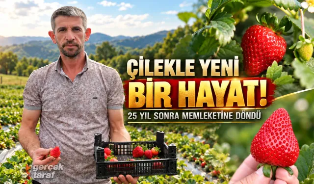 25 yıl sonra Samsun'a döndü, çilek üreticisi oldu!