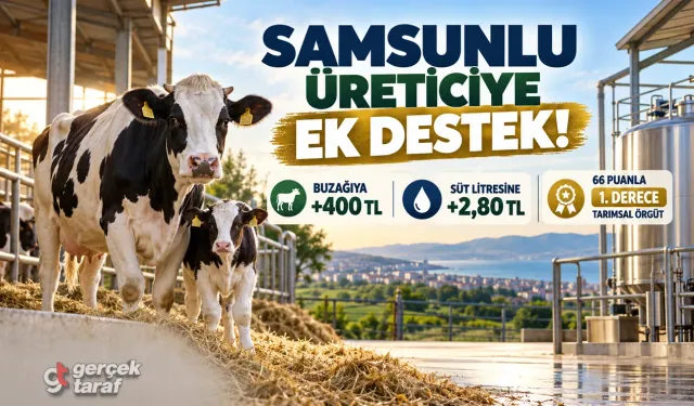 Samsunlu üreticilere buzağı ve süt desteği müjdesi!