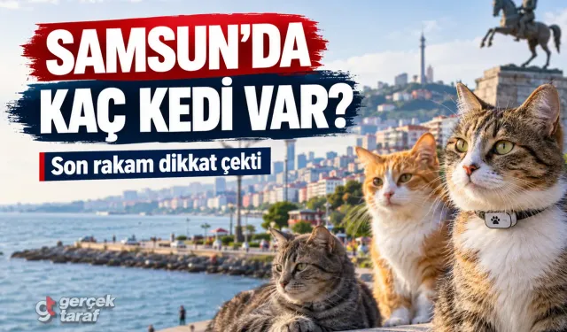 Samsun’daki kedi sayısı merak ediliyordu: İşte son rakam