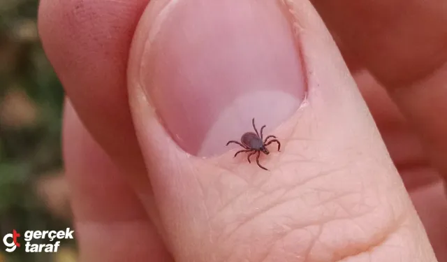 Kene Ölümleri Yayılıyor,  4 Can Kaybı!