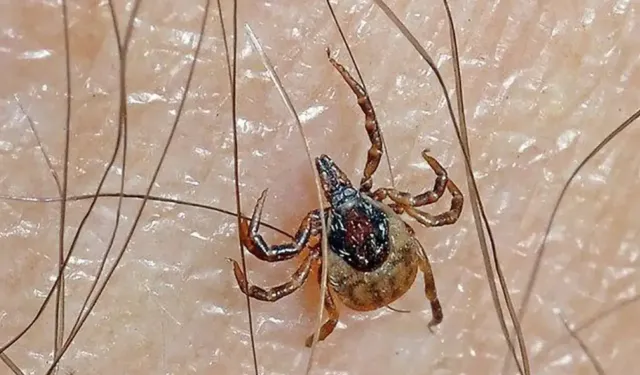 Sağlık Bakanı'ndan Kene İle İlgili Önemli Açıklamalar Geldi