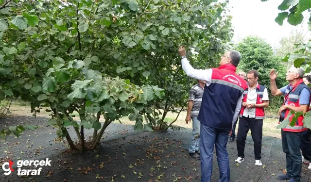 Fındıkta Büyük Tehlike: Rekolte Düşüşü Çiftçiyi Zorluyor