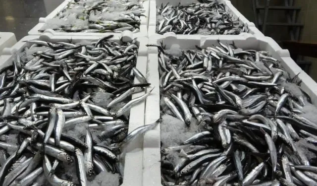 Hamsinin Tezgahlara Çıkışıyla Fiyatlar Ne Olacak?