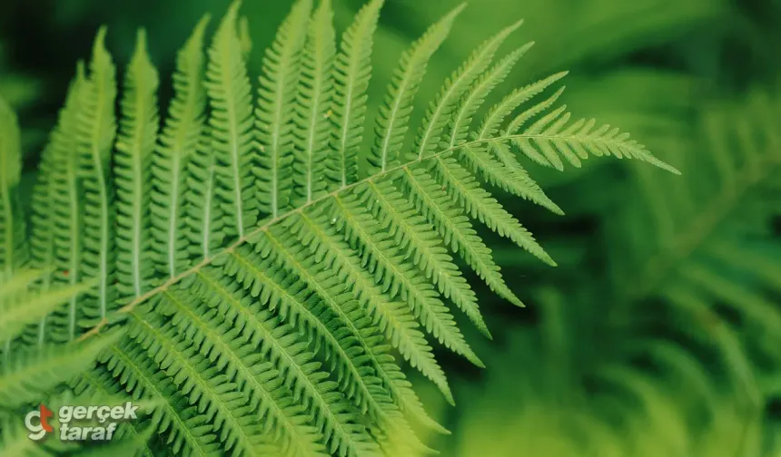 Bilim Dünyası Şaşkın: Bu Bitkide Nadir Toprak Elementi Çıktı