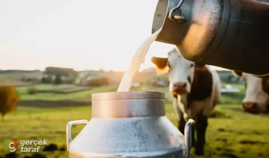 Süt Krizi Kapıda! Şap Salgını Sonrası Üretim Çöktü, Fiyatlar Patlayabilir!
