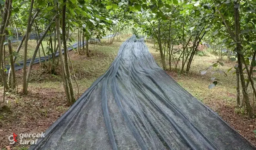 Samsun’da 17,5 Milyon TL’lik Fındık Hasat Filesi Ücretsiz Verildi