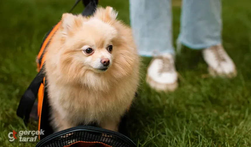 Pomeranian Boo Fiyatları, Bakımı ve Özellikleri