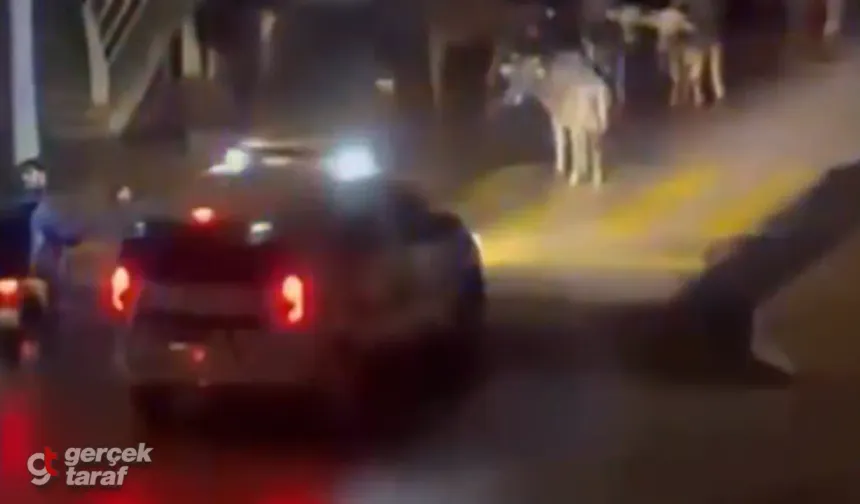 İzmir'de Polisten İneklere Megafonla İkaz: "İnekler Dağılın!"