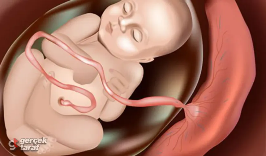 Anne karnındaki o hayati organın sırrı çözülüyor! Doğumda vücuttan atılıyor