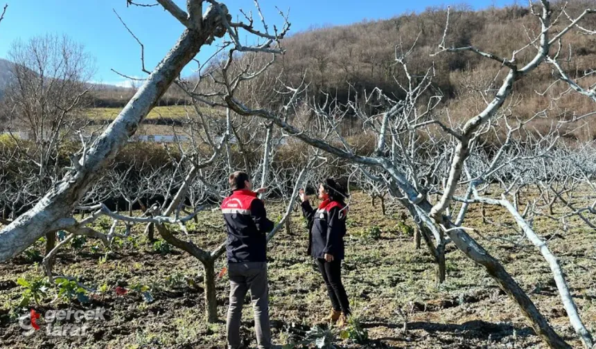 Samsun’da Şeftali Bahçelerinde Bordo Bulamacı Uygulaması Başladı