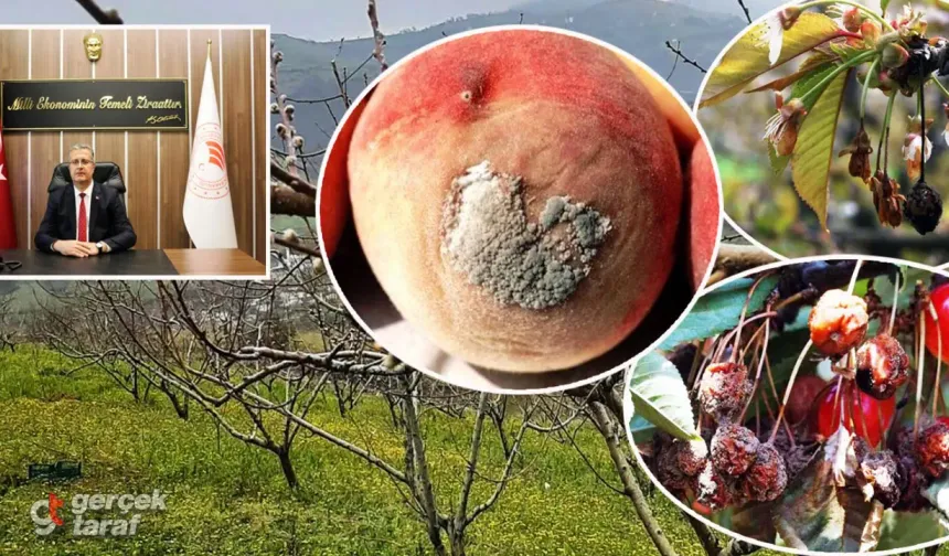 Samsun’da Üreticilere Uyarı: Çiçek Monilyası Meyve Bahçelerini Tehdit Ediyor