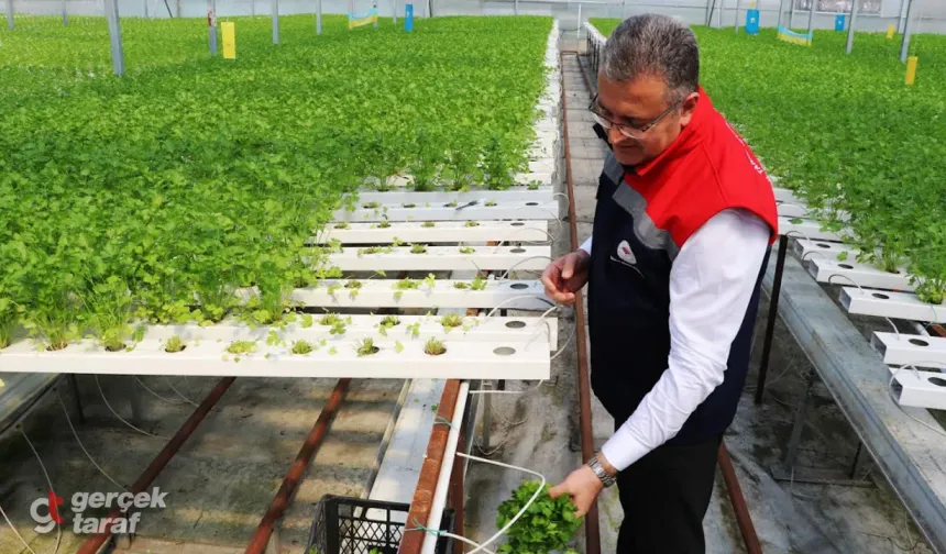 Samsun’da Maydanozda Yeni Üretim Modeli: Hidroponik Sistemle Verim 7,5 Kat Artıyor