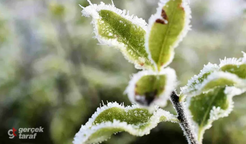 Samsun İçin Zirai Don Uyarısı Yapıldı