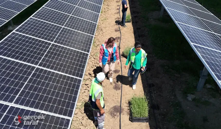 Samsun’da güneş panellerinin altında hasat zamanı