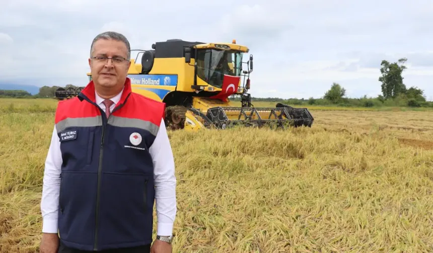 Samsun Alaçam'da Çeltik Hasadı Başladı