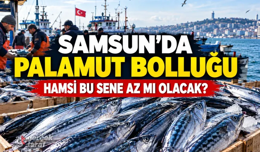 Samsun’da Palamut Bolluğu Hamsiyi Tehdit Ediyor mu?