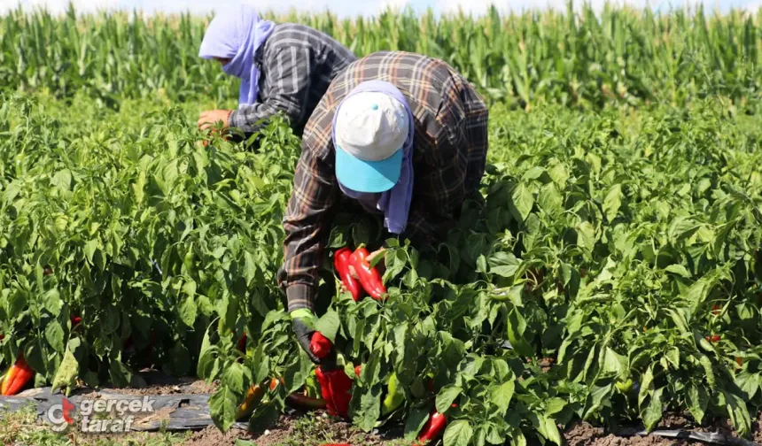 Samsun Bafra Ovası'nda kapya biber hasadı başladı