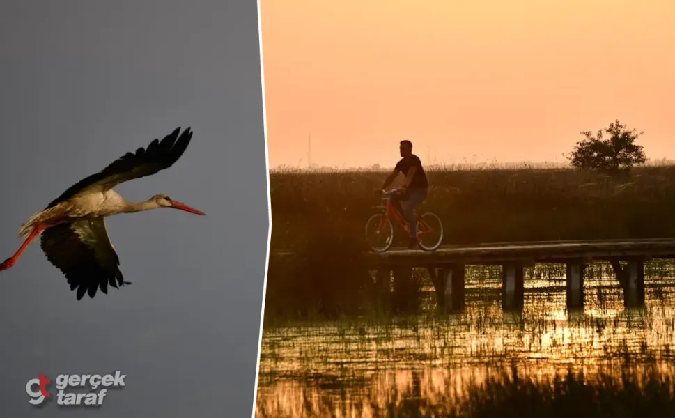 Kızılırmak Deltası'nda Flamingolar Görsel Şölene Dönüştü
