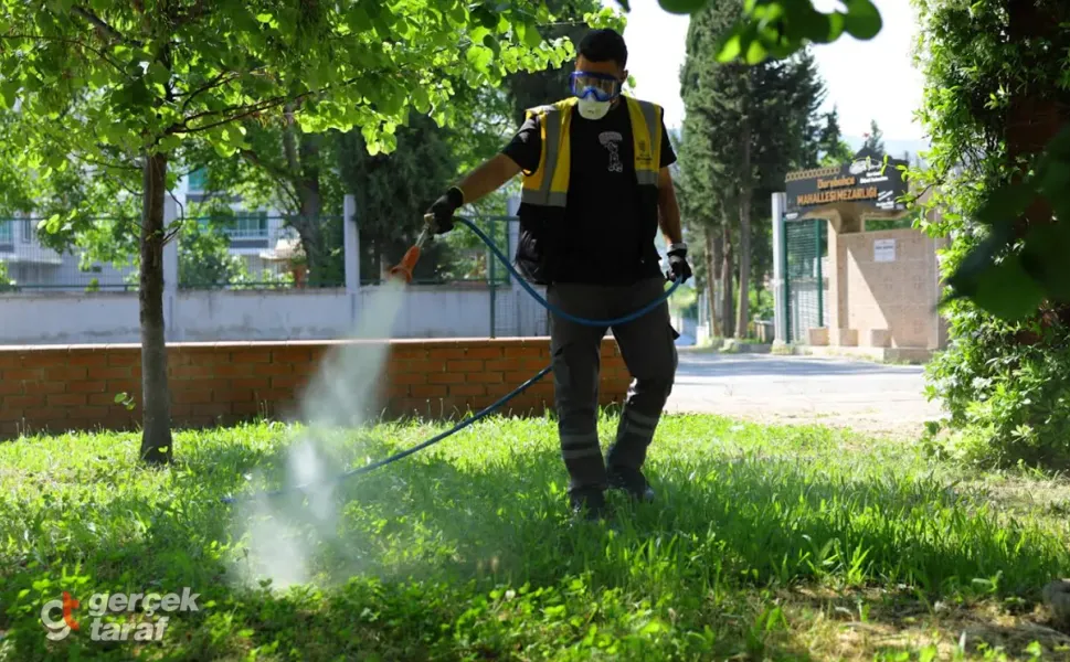 Samsun’da Korkutan Kene Alarmı! Büyükşehir Düğmeye Bastı, Havadan ve Karadan Kuşatıldı!