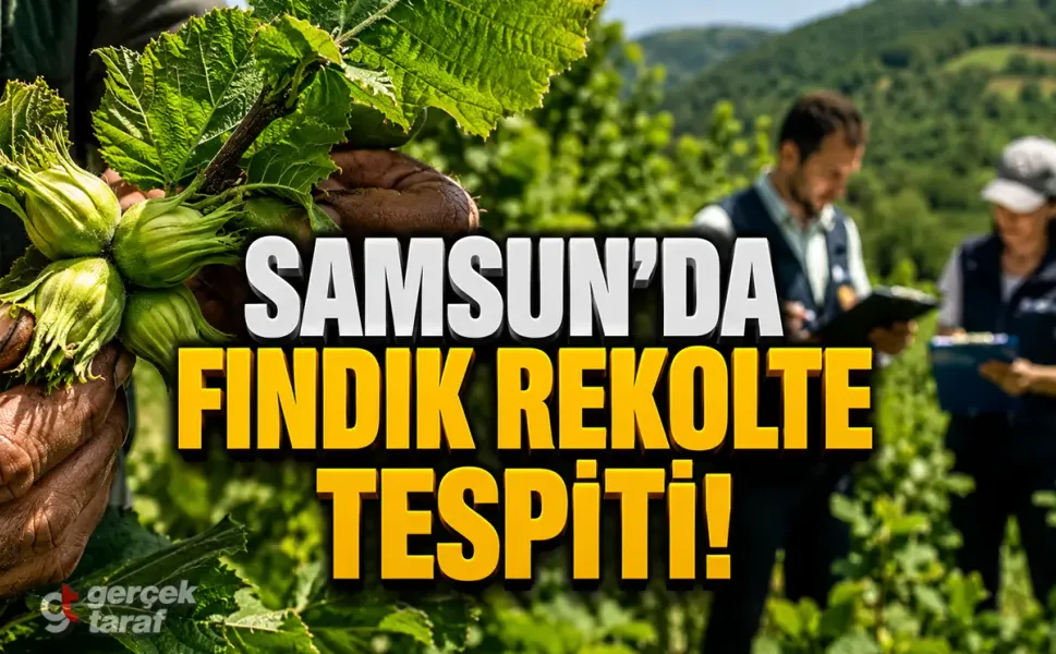Samsun Fındık Bahçelerinde 2026 Rekoltesi İçin Çotanaklar Tek Tek Sayılıyor!