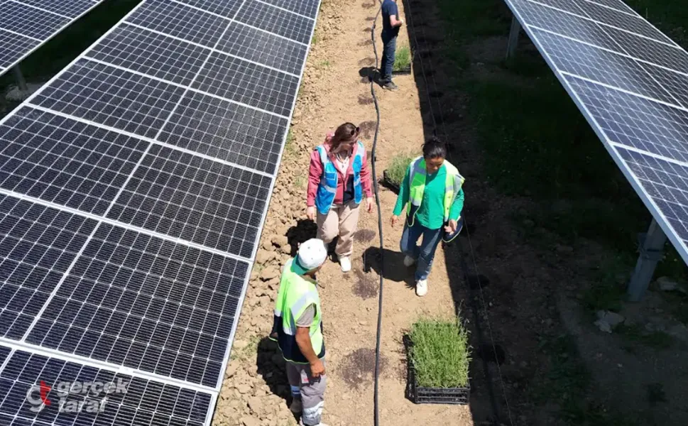 Samsun’da güneş panellerinin altında hasat zamanı
