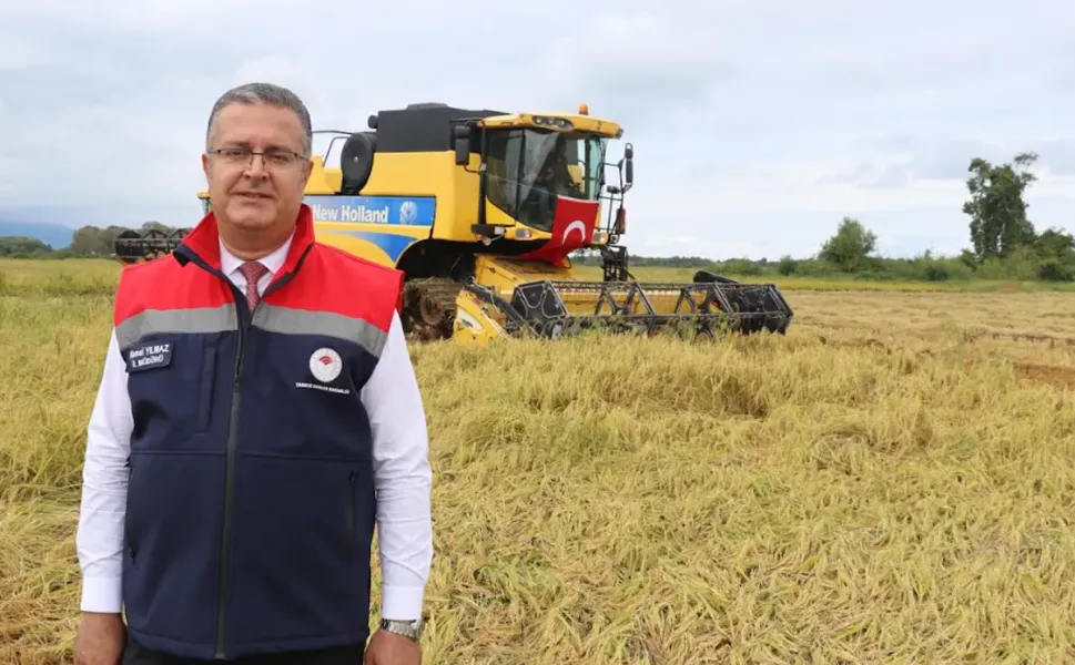 Samsun Alaçam'da Çeltik Hasadı Başladı