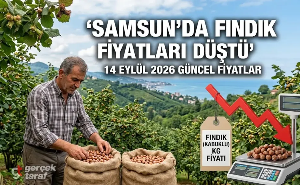Samsun’da Fındık Fiyatları Düştü! 14 Eylül  Pazartesi Güncel Liste