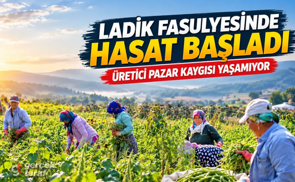 Samsun’da Ladik fasulyesinde hasat başladı
