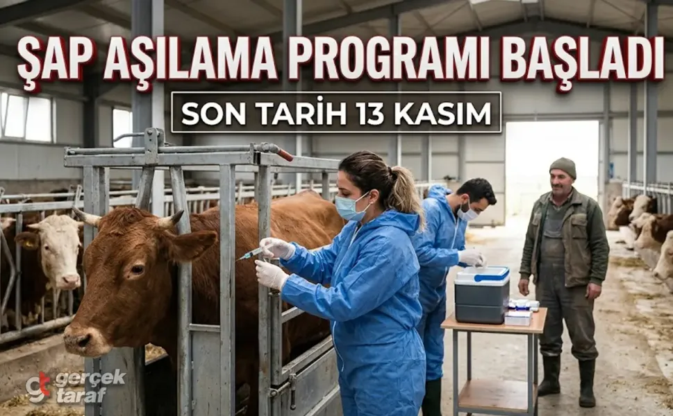 Samsun Sonbahar Şap Aşılama Programı Başladı