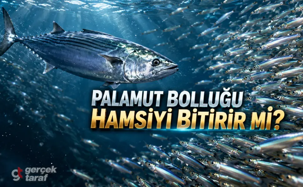 Karadeniz'de Palamut Bolluğu Tehlikeli mi? Hamsiyi Bitirir mi?