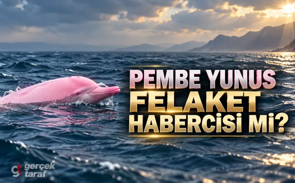 Hürmüz'de Pembe Yunus Balığı Görüldü! Felaket Efsanesinin Sırrı Ne?